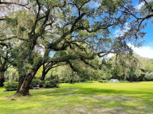 Eden Gardens Live Oak trees