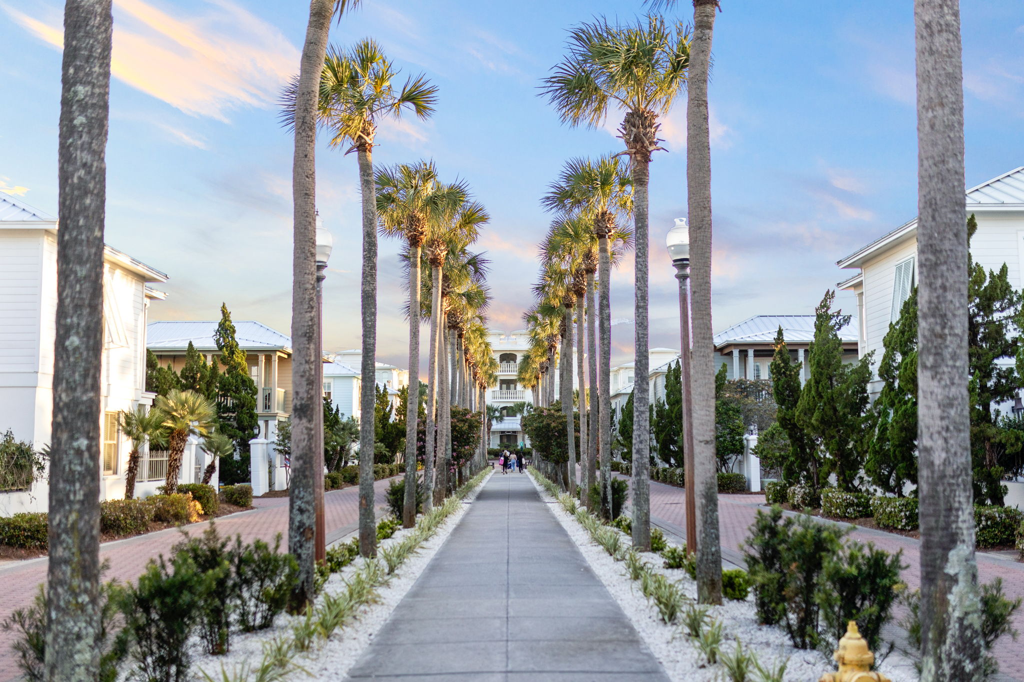 palm-lined pedestrian walkway